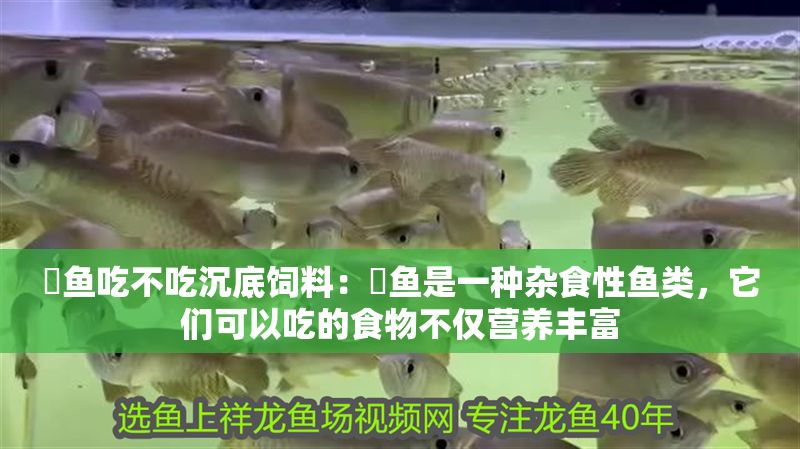 魟魚吃不吃沉底飼料：魟魚是一種雜食性魚類，它們可以吃的食物不僅營養豐富 魟魚吃不吃沉底飼料：魟魚是一種雜食性魚類，它們可以吃的食物不僅營養豐富 魟魚百科 第2張