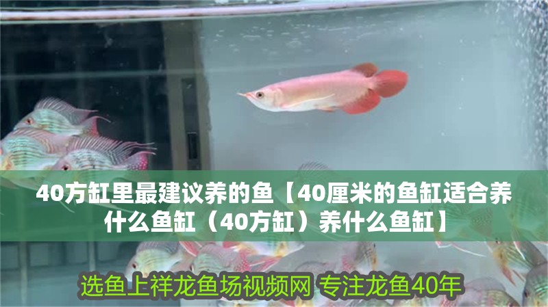 40方缸里最建議養的魚【40厘米的魚缸適合養什么魚缸（40方缸）養什么魚缸】