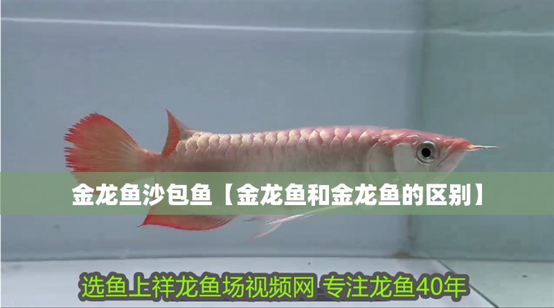 金龍魚沙包魚【金龍魚和金龍魚的區別】