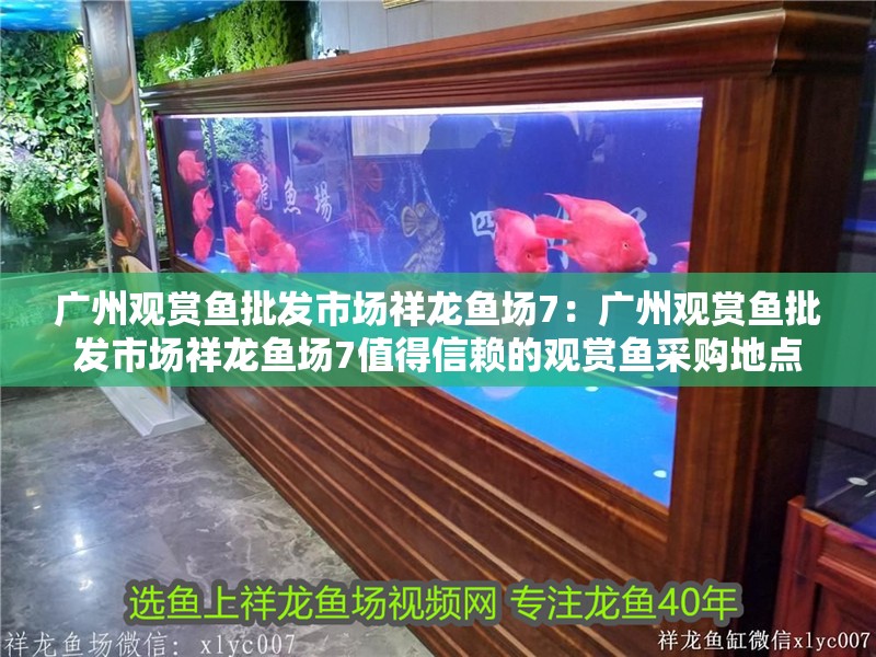 廣州觀賞魚批發市場祥龍魚場7：廣州觀賞魚批發市場祥龍魚場7值得信賴的觀賞魚采購地點
