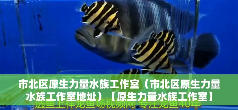市北區原生力量水族工作室（市北區原生力量水族工作室地址）【原生力量水族工作室】