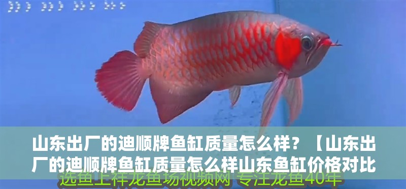 山東出廠的迪順牌魚缸質(zhì)量怎么樣？【山東出廠的迪順牌魚缸質(zhì)量怎么樣山東魚缸價格對比】
