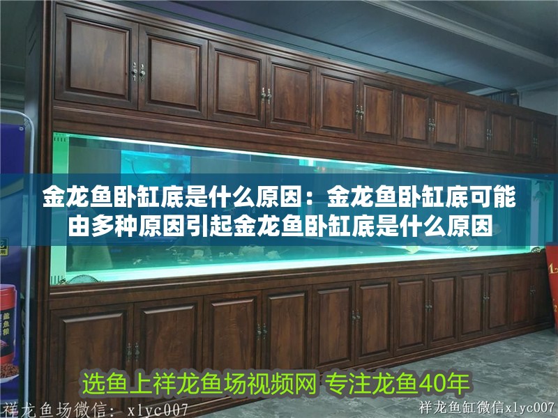 金龍魚臥缸底是什么原因：金龍魚臥缸底可能由多種原因引起金龍魚臥缸底是什么原因 金龍魚臥缸底是什么原因：金龍魚臥缸底可能由多種原因引起金龍魚臥缸底是什么原因 龍魚百科