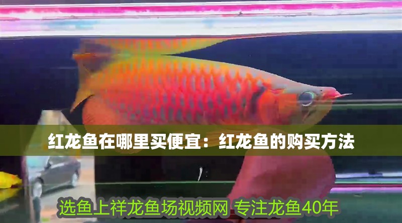 紅龍魚在哪里買便宜：紅龍魚的購買方法