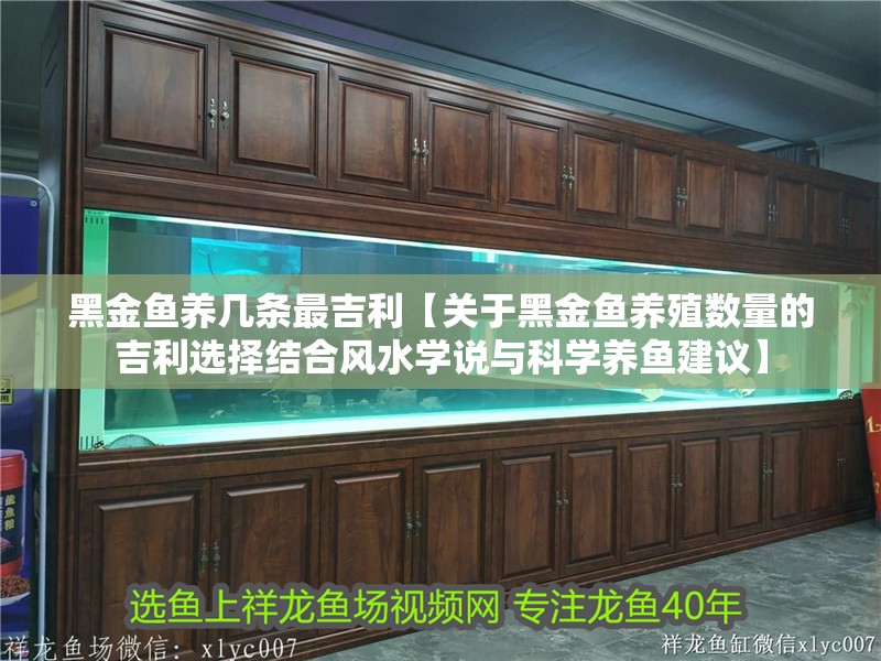 黑金魚養幾條最吉利【關于黑金魚養殖數量的吉利選擇結合風水學說與科學養魚建議】