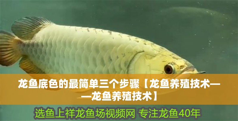 龍魚底色的最簡單三個步驟【龍魚養殖技術——龍魚養殖技術】