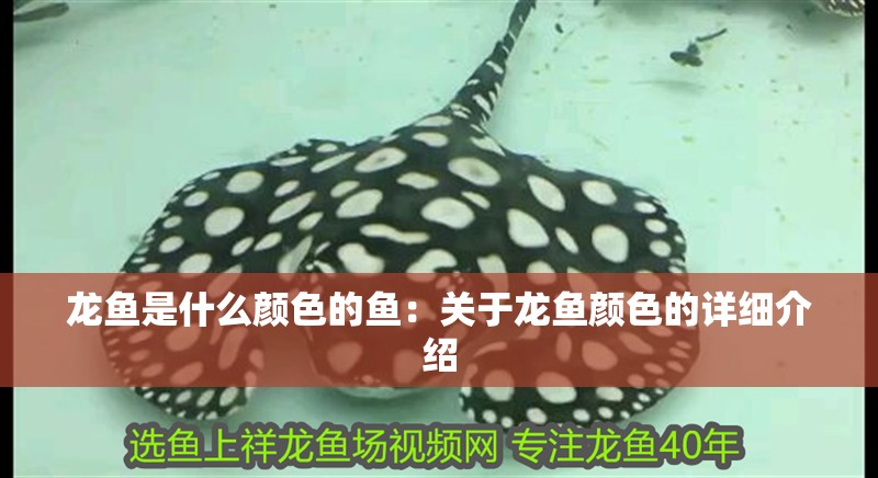 龍魚是什么顏色的魚：關于龍魚顏色的詳細介紹