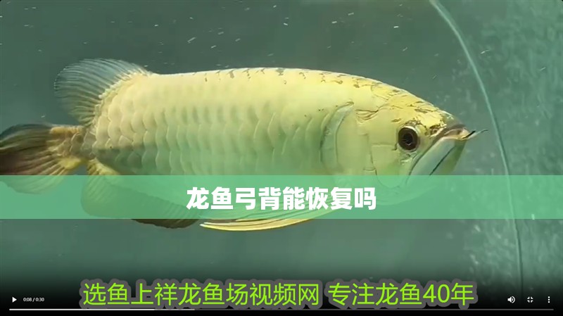 龍魚弓背能恢復嗎