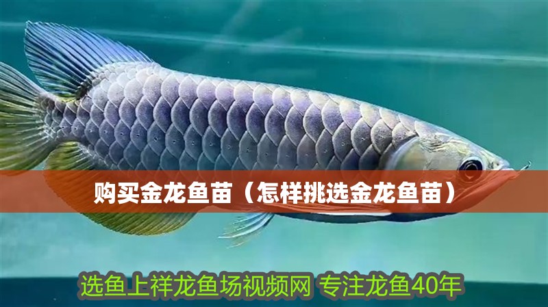購(gòu)買(mǎi)金龍魚(yú)苗（怎樣挑選金龍魚(yú)苗）