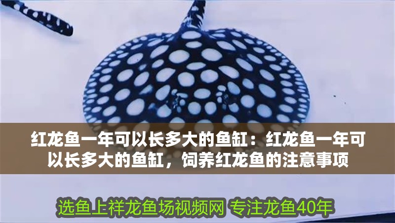 紅龍魚一年可以長多大的魚缸：紅龍魚一年可以長多大的魚缸，飼養(yǎng)紅龍魚的注意事項