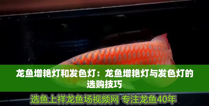 龍魚增艷燈和發色燈：龍魚增艷燈與發色燈的選購技巧