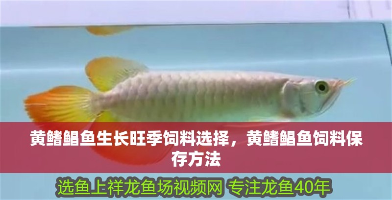 黃鰭鯧魚生長旺季飼料選擇，黃鰭鯧魚飼料保存方法