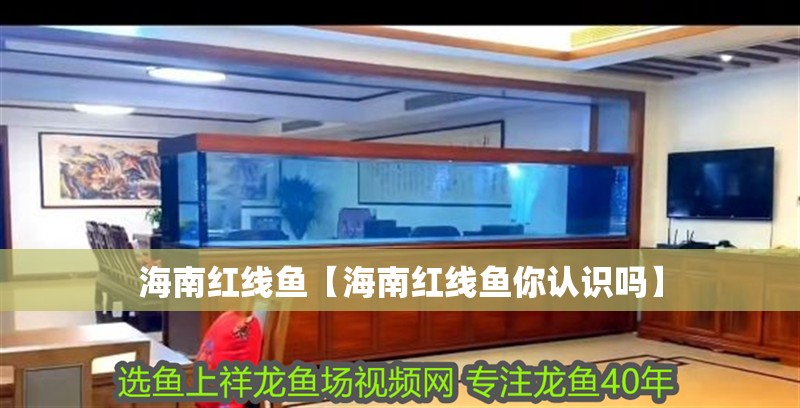 <strong><mark>海南</mark></strong>紅線魚【<strong><mark>海南</mark></strong>紅線魚你認識嗎】