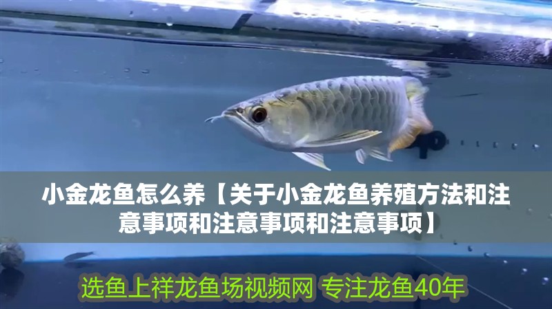 小金龍魚怎么養(yǎng)【關(guān)于小金龍魚養(yǎng)殖方法和注意事項和注意事項和注意事項】 小金龍魚怎么養(yǎng)【關(guān)于小金龍魚養(yǎng)殖方法和注意事項和注意事項和注意事項】 龍魚論壇