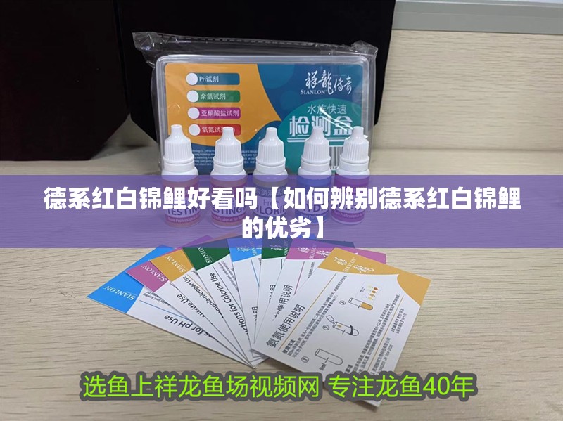 德系紅白錦鯉好看嗎【如何辨別德系紅白錦鯉的優(yōu)劣】