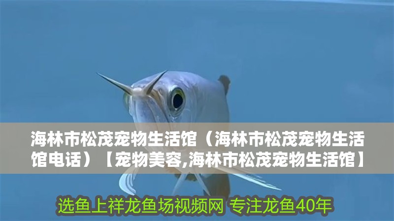 海林市松茂寵物生活館（海林市松茂寵物生活館電話）【寵物美容,海林市松茂寵物生活館】