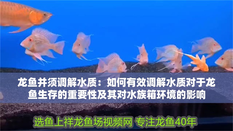龍魚并須調(diào)解水質(zhì)：如何有效調(diào)解水質(zhì)對于龍魚生存的重要性及其對水族箱環(huán)境的影響