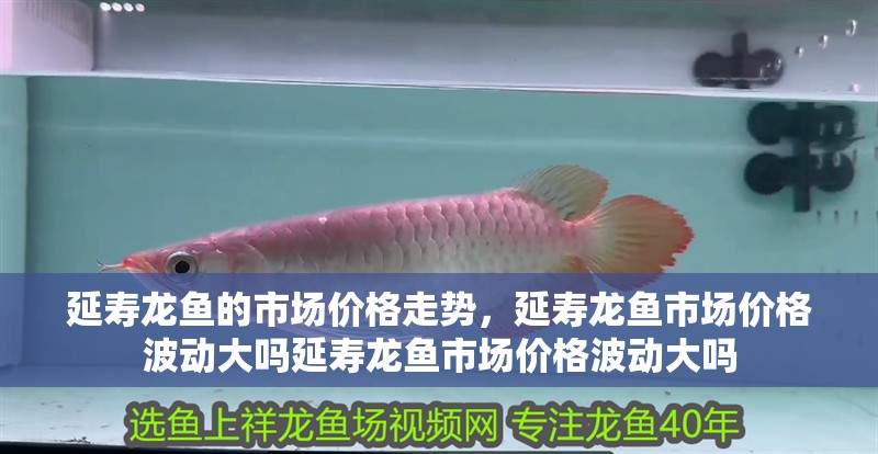 延壽龍魚的市場價格走勢，延壽龍魚市場價格波動大嗎延壽龍魚市場價格波動大嗎