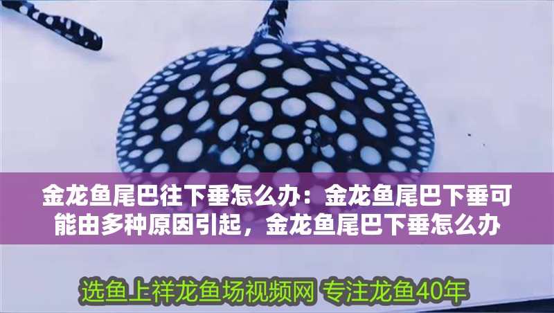 金龍魚尾巴往下垂怎么辦：金龍魚尾巴下垂可能由多種原因引起，金龍魚尾巴下垂怎么辦