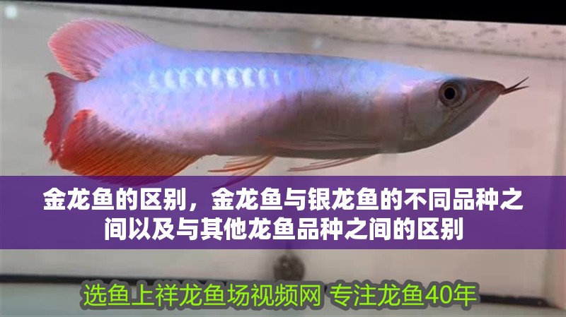金龍魚的區別，金龍魚與銀龍魚的不同品種之間以及與其他龍魚品種之間的區別