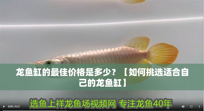 龍魚缸的最佳價格是多少？【如何挑選適合自己的龍魚缸】
