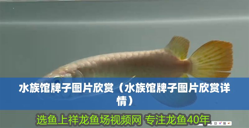 水族館牌子圖片欣賞（水族館牌子圖片欣賞詳情）