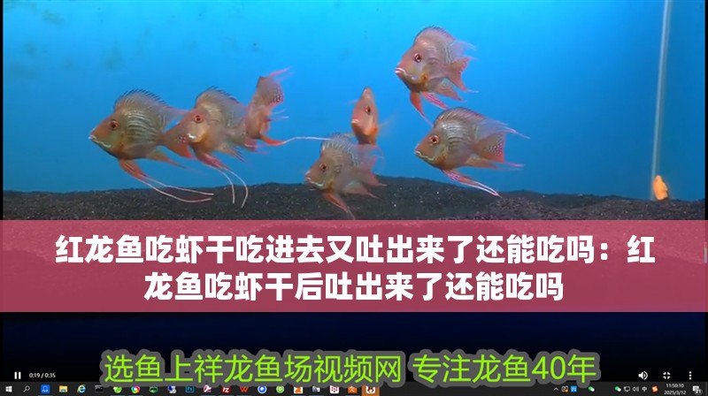 紅龍魚吃蝦干吃進(jìn)去又吐出來了還能吃嗎：紅龍魚吃蝦干后吐出來了還能吃嗎