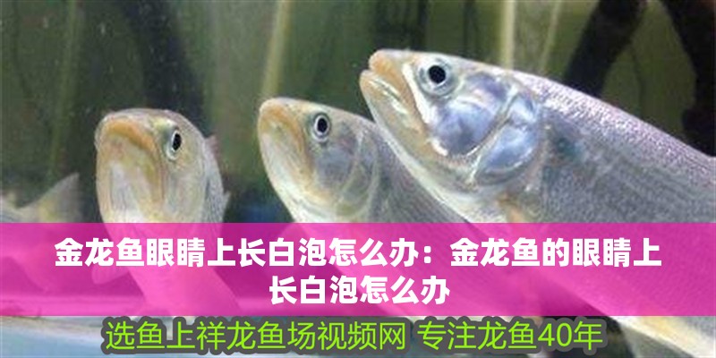 金龍魚眼睛上長白泡怎么辦：金龍魚的眼睛上長白泡怎么辦