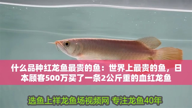 什么品種紅龍魚最貴的魚：世界上最貴的魚，日本顧客500萬(wàn)買了一條2公斤重的血紅龍魚