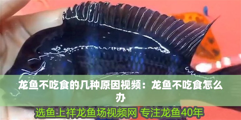 龍魚不吃食的幾種原因視頻：龍魚不吃食怎么辦