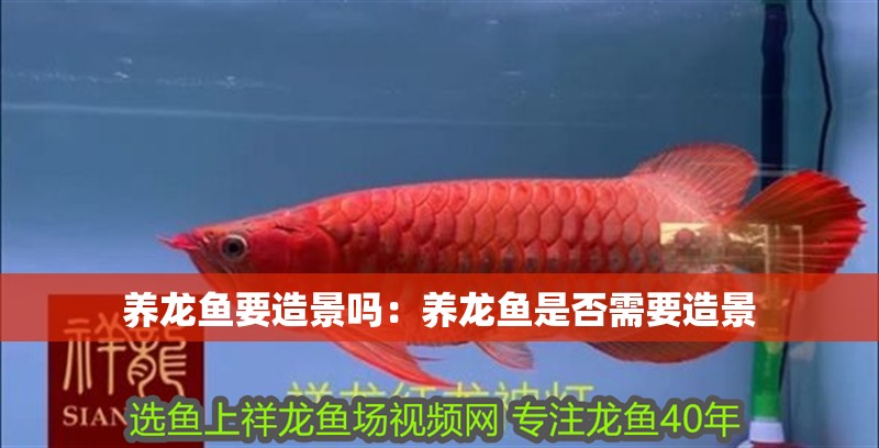 養龍魚要造景嗎：養龍魚是否需要造景