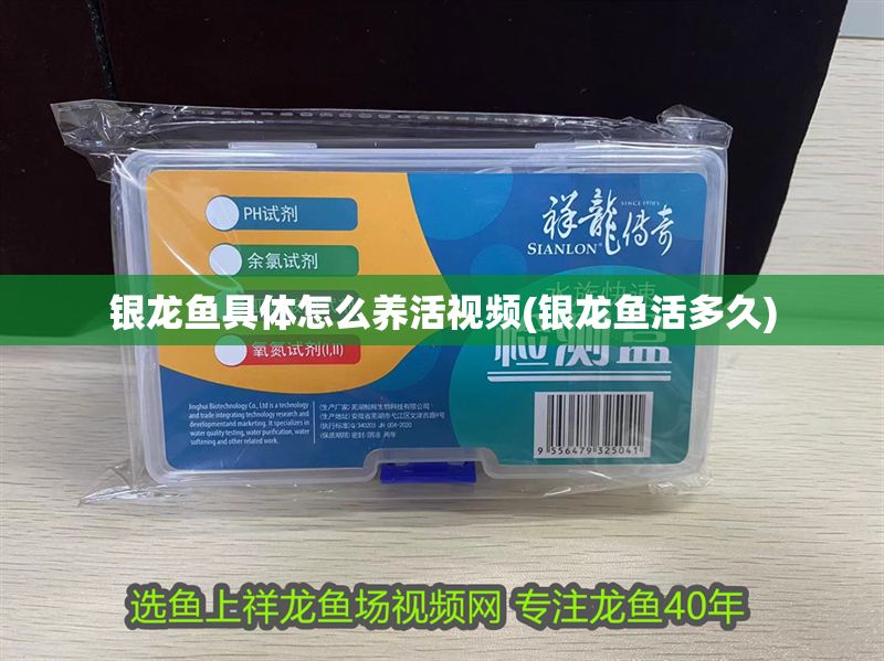 銀龍魚具體怎么養活視頻(銀龍魚活多久)