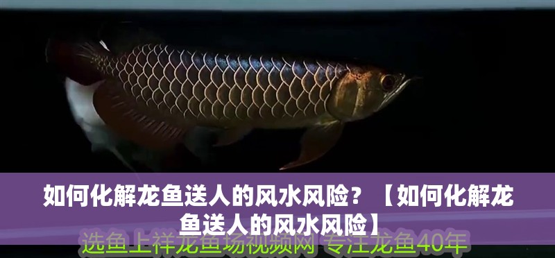 如何化解龍魚送人的風水風險？【如何化解龍魚送人的風水風險】