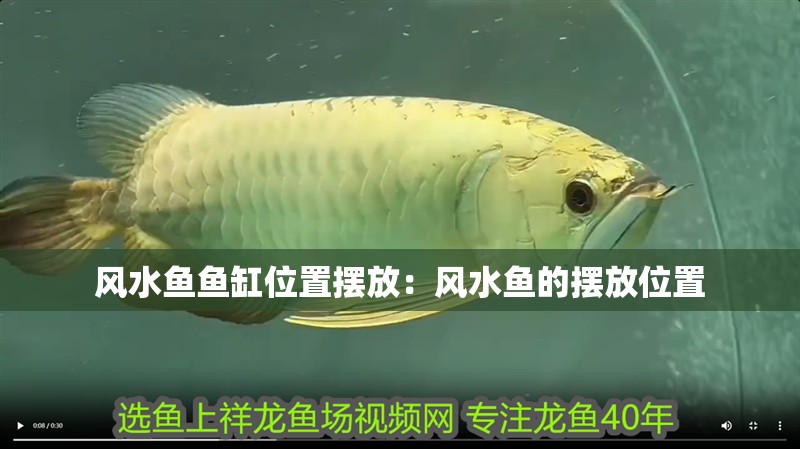 風水魚魚缸位置擺放：風水魚的擺放位置