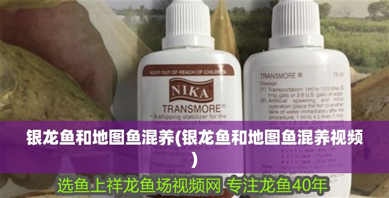 銀龍魚和地圖魚混養(銀龍魚和地圖魚混養視頻)