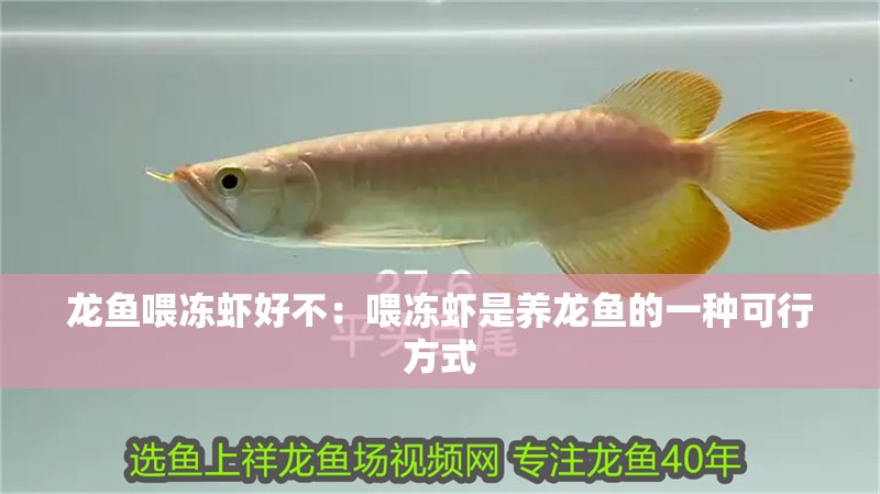 龍魚喂凍蝦好不：喂凍蝦是養龍魚的一種可行方式