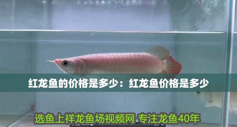 紅龍魚的價格是多少：紅龍魚價格是多少