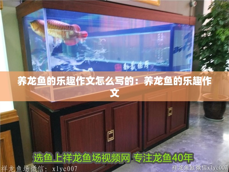 養龍魚的樂趣作文怎么寫的：養龍魚的樂趣作文