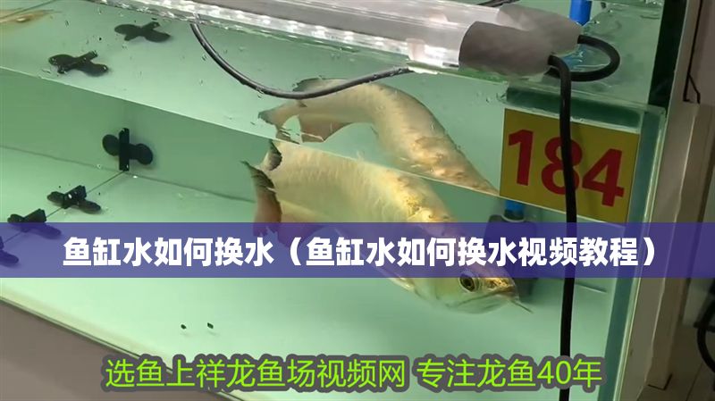 魚缸水如何換水（魚缸水如何換水視頻教程）