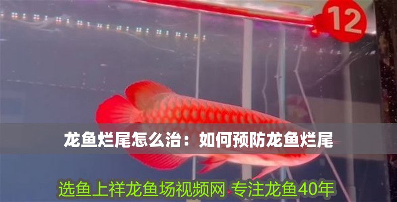 龍魚爛尾怎么治：如何預防龍魚爛尾