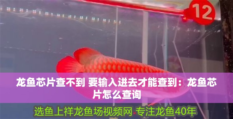 龍魚芯片查不到 要輸入進去才能查到：龍魚芯片怎么查詢