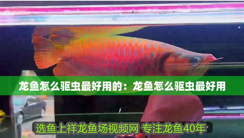 龍魚怎么驅(qū)蟲最好用的：龍魚怎么驅(qū)蟲最好用