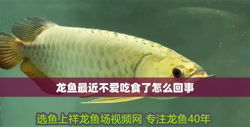 龍魚最近不愛吃食了怎么回事