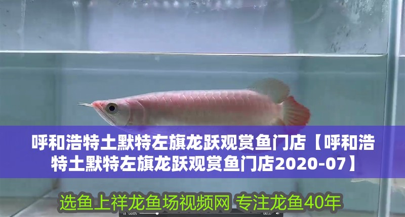 呼和浩特土默特左旗龍躍觀賞魚門店【呼和浩特土默特左旗龍躍觀賞魚門店2020-07】