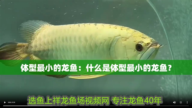 體型最小的龍魚：什么是體型最小的龍魚？