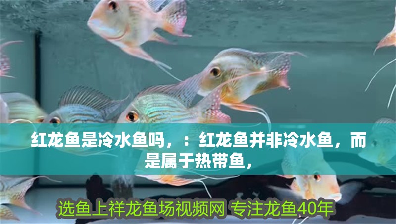 紅龍魚是冷水魚嗎，：紅龍魚并非冷水魚，而是屬于熱帶魚，