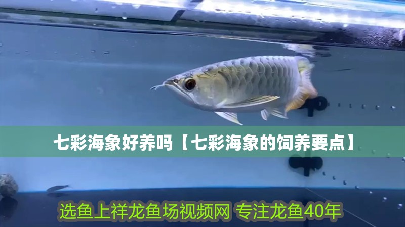 我的虎魚真菌感染了要怎么處理 七彩海象好養嗎【七彩海象的飼養要點】 龍魚論壇 七彩海象好養嗎【七彩海象的飼養要點】 七彩海象好養嗎【七彩海象的飼養要點】 龍魚論壇