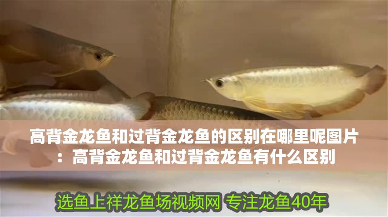 高背金龍魚和過背金龍魚的區別在哪里呢圖片：高背金龍魚和過背金龍魚有什么區別