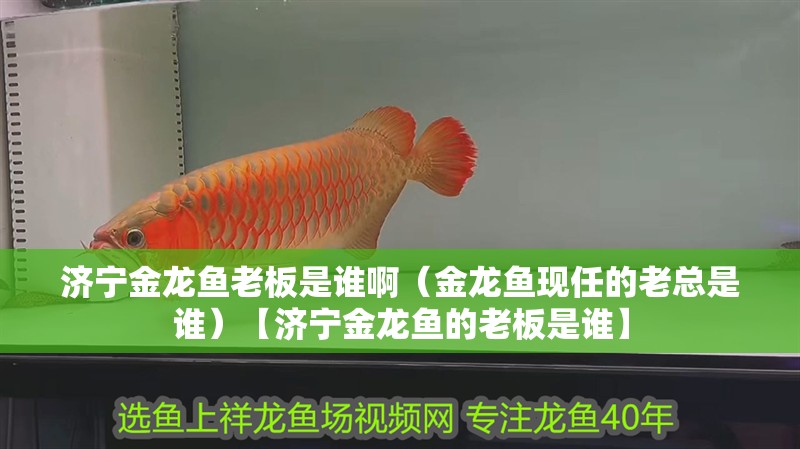 濟寧金龍魚老板是誰啊（金龍魚現任的老總是誰）【濟寧金龍魚的老板是誰】 濟寧金龍魚老板是誰啊（金龍魚現任的老總是誰）【濟寧金龍魚的老板是誰】 全國水族館企業名錄