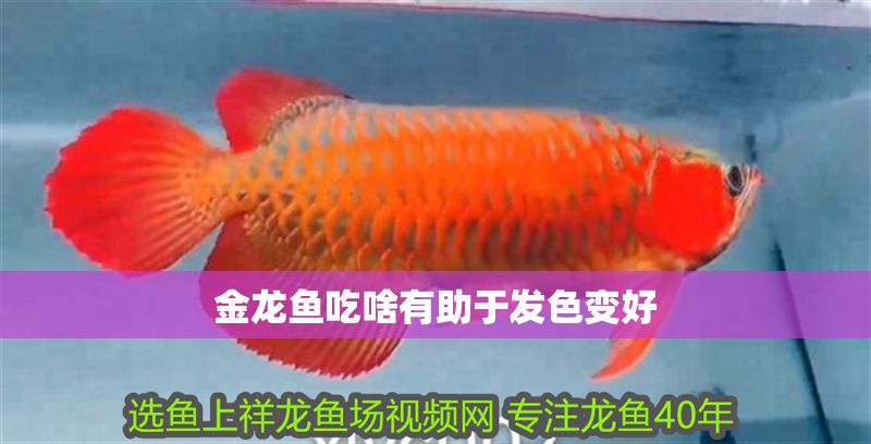 金龍魚吃啥有助于發色變好